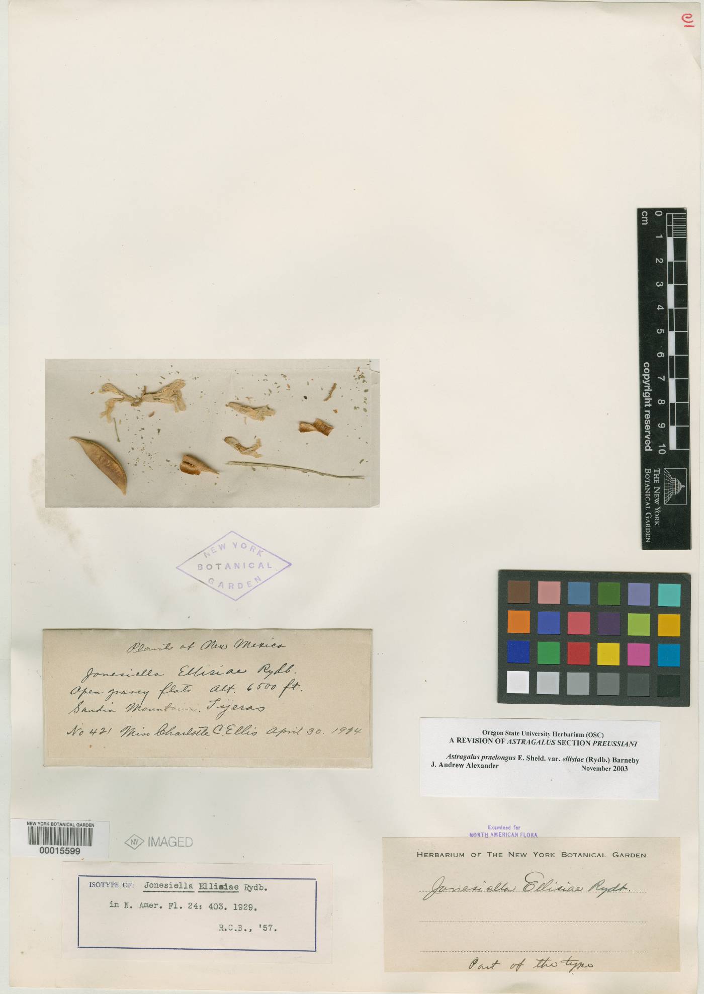 Jonesiella image