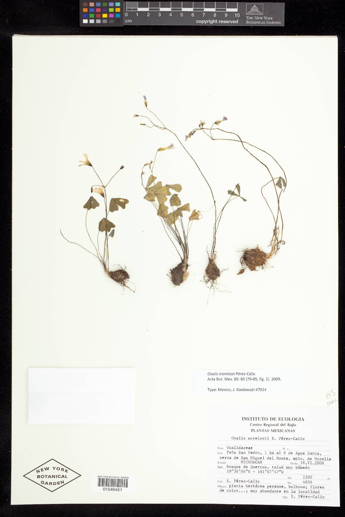 Oxalis morelosii image