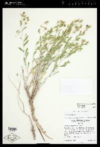 Mentzelia argillosa image