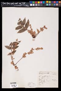 Bursera hintonii image