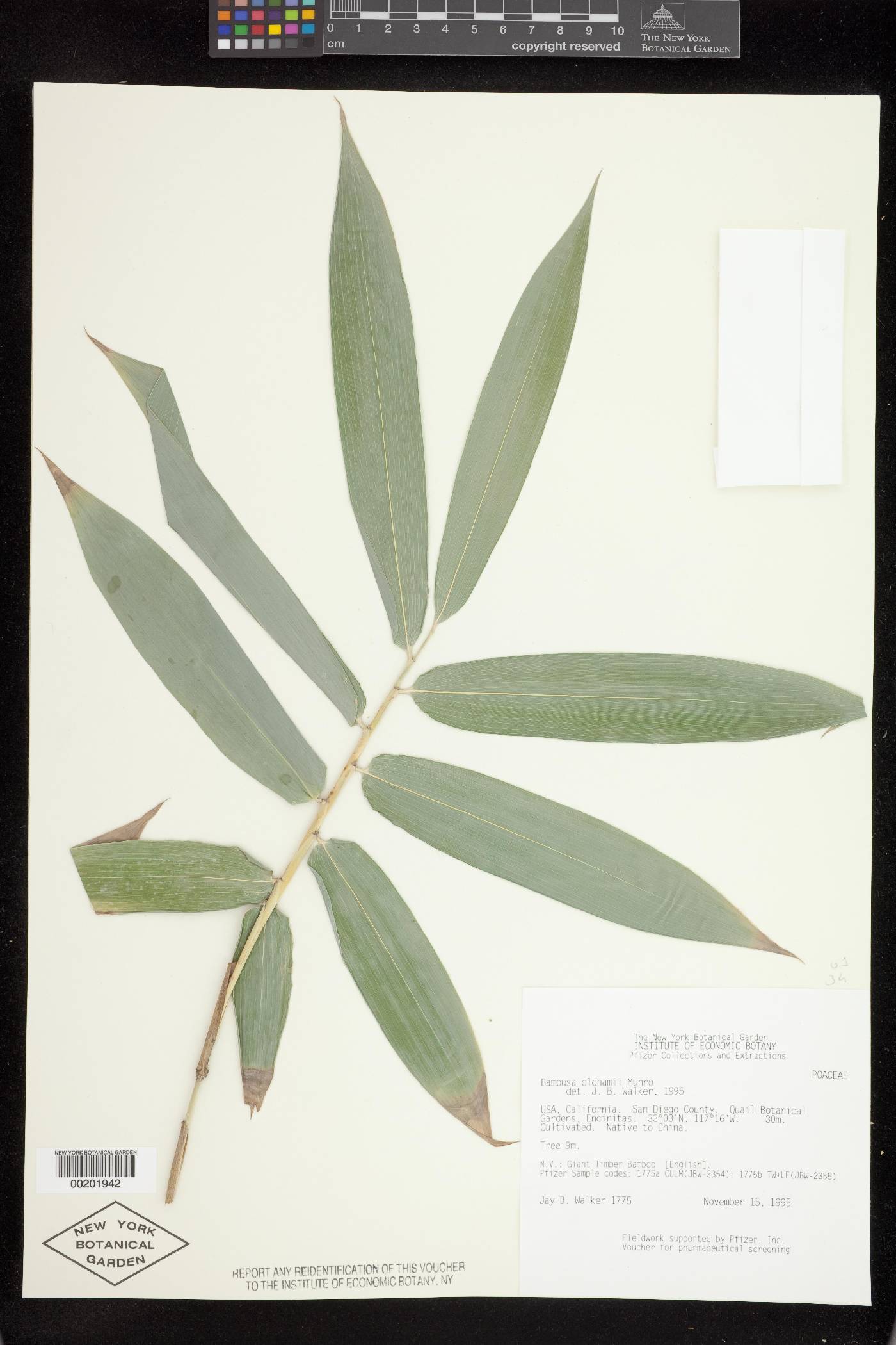 Bambusa oldhamii image