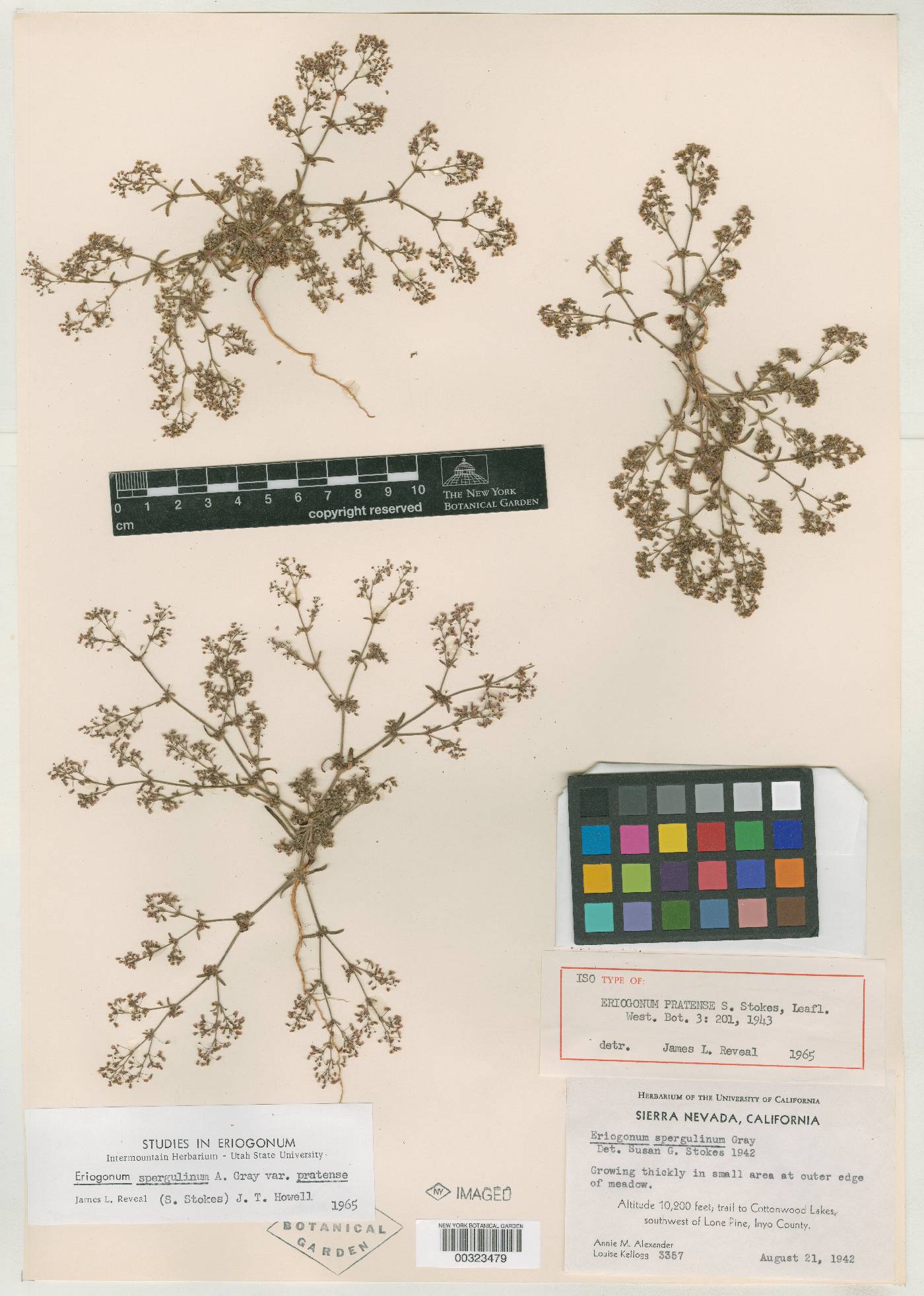 Eriogonum pratense image