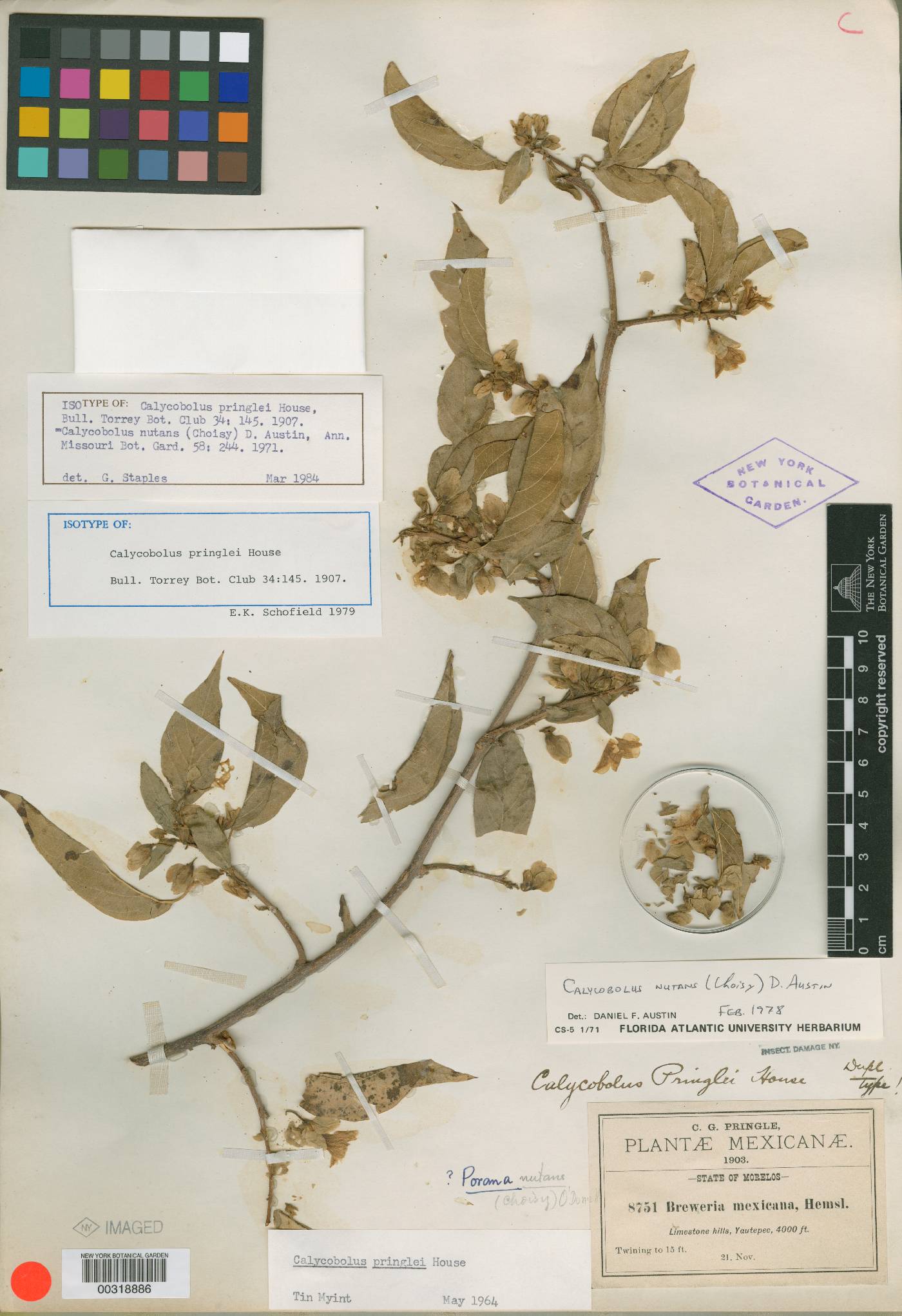 Calycobolus image