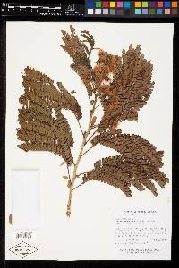 Albizia tomentosa image