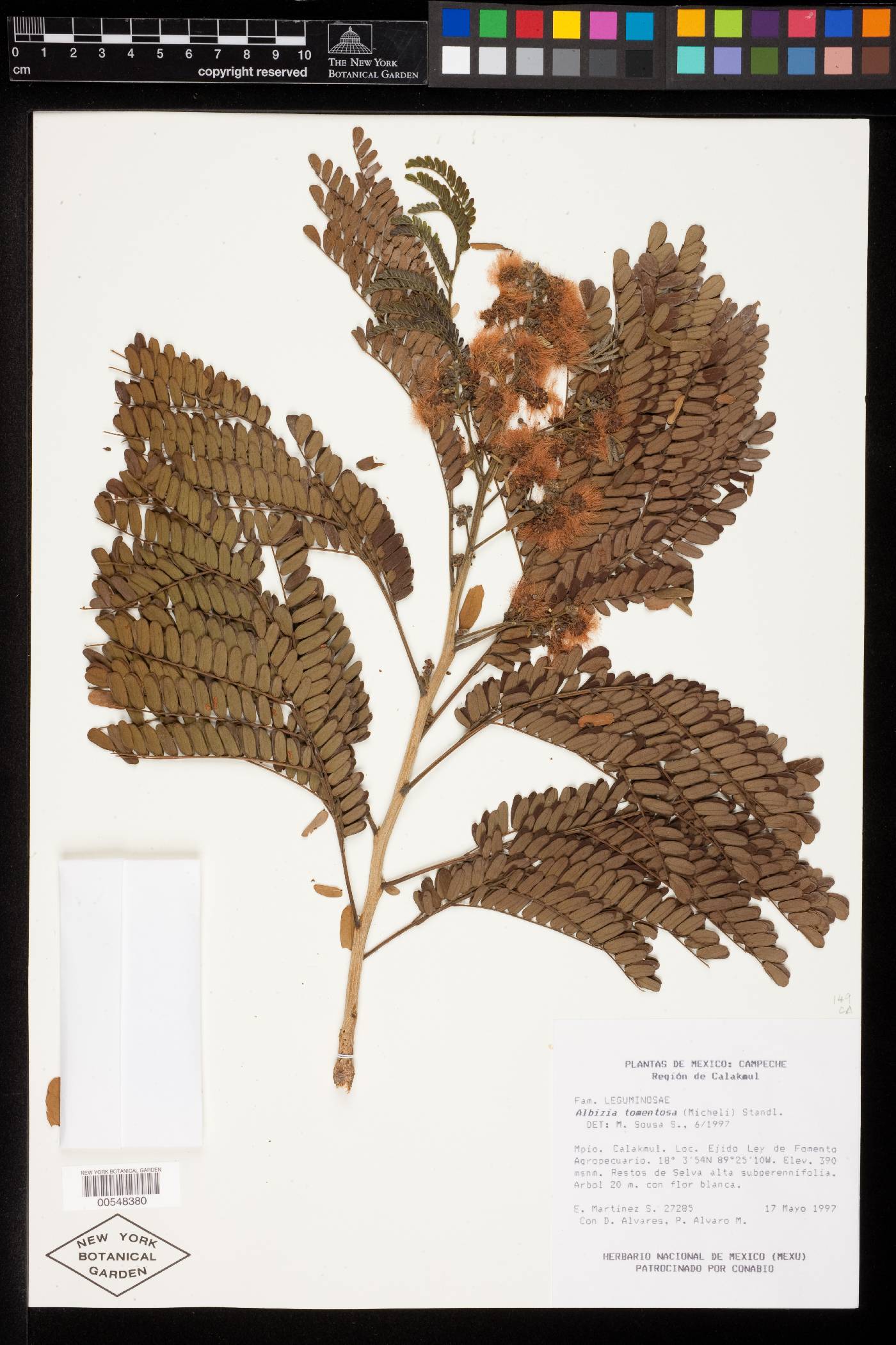 Albizia tomentosa image