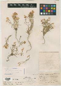 Phlox viridis subsp. longipes image