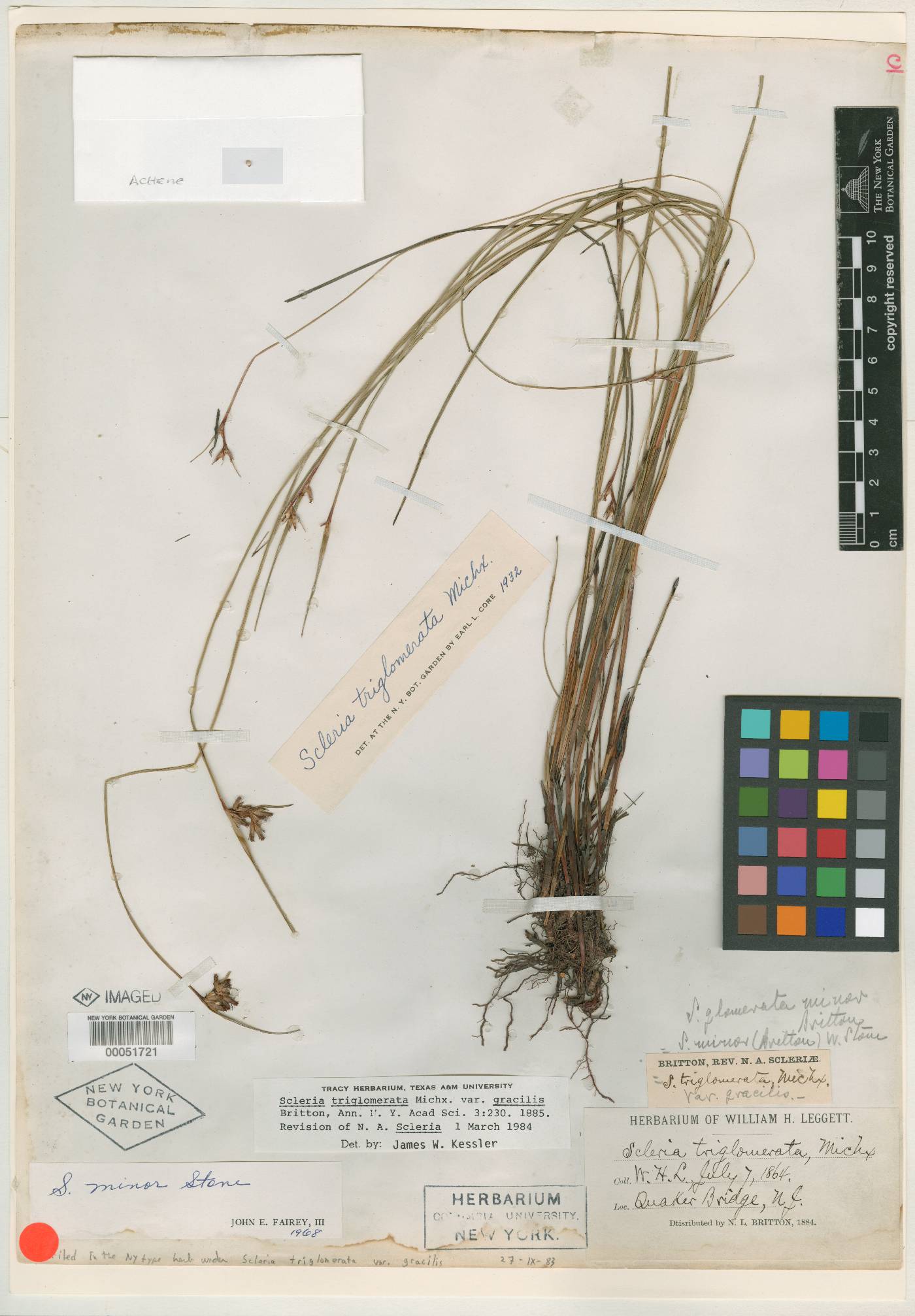 Scleria triglomerata var. gracilis image