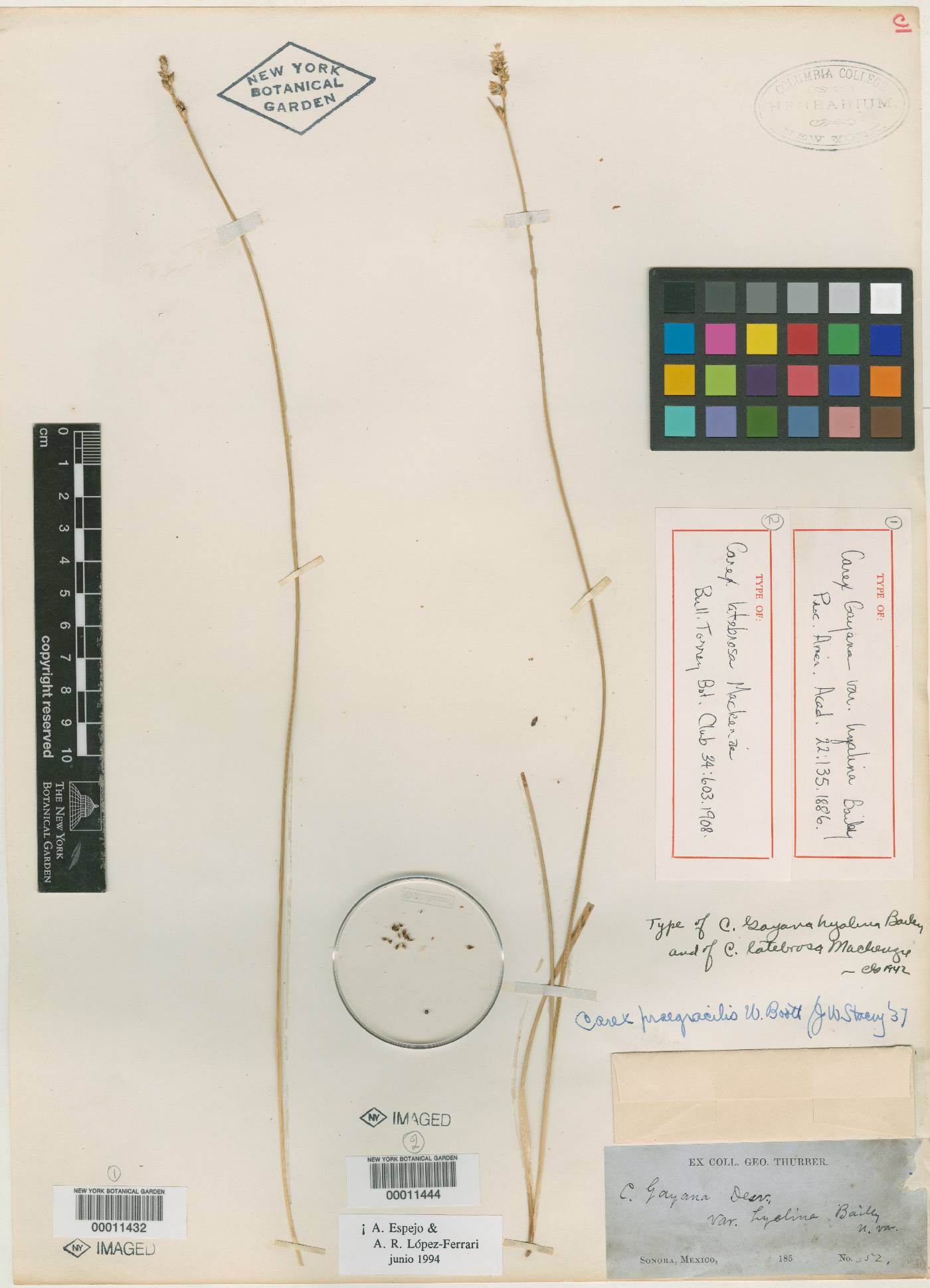 Carex gayana var. hyalina image