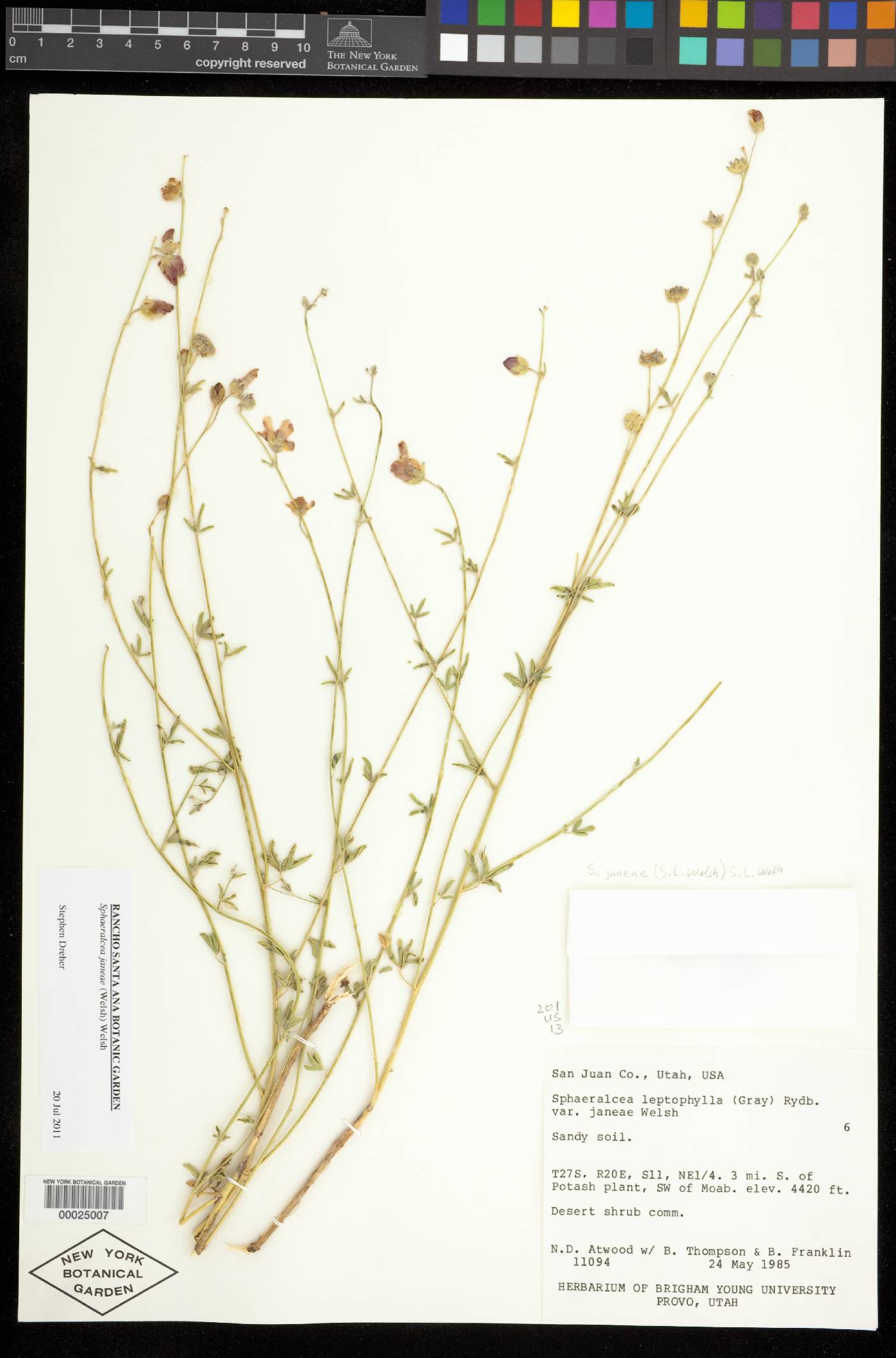 Sphaeralcea janeae image