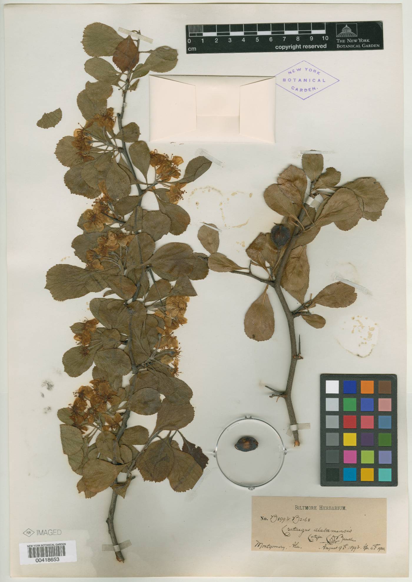 Crataegus alabamensis image