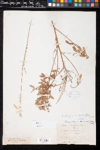 Astragalus trichopodus var. phoxus image