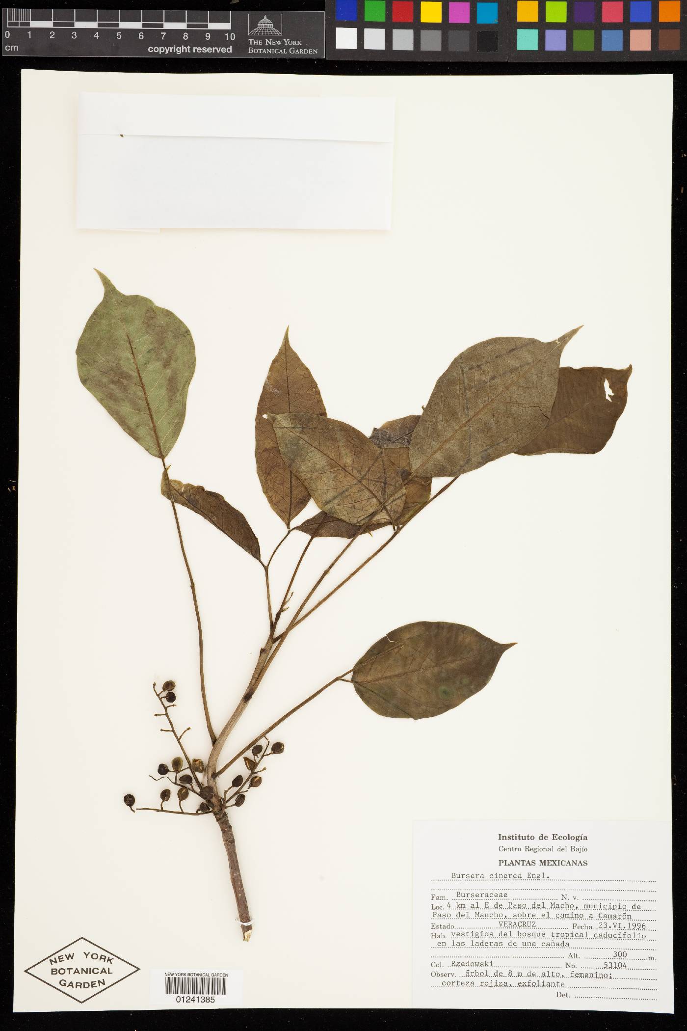 Bursera cinerea image