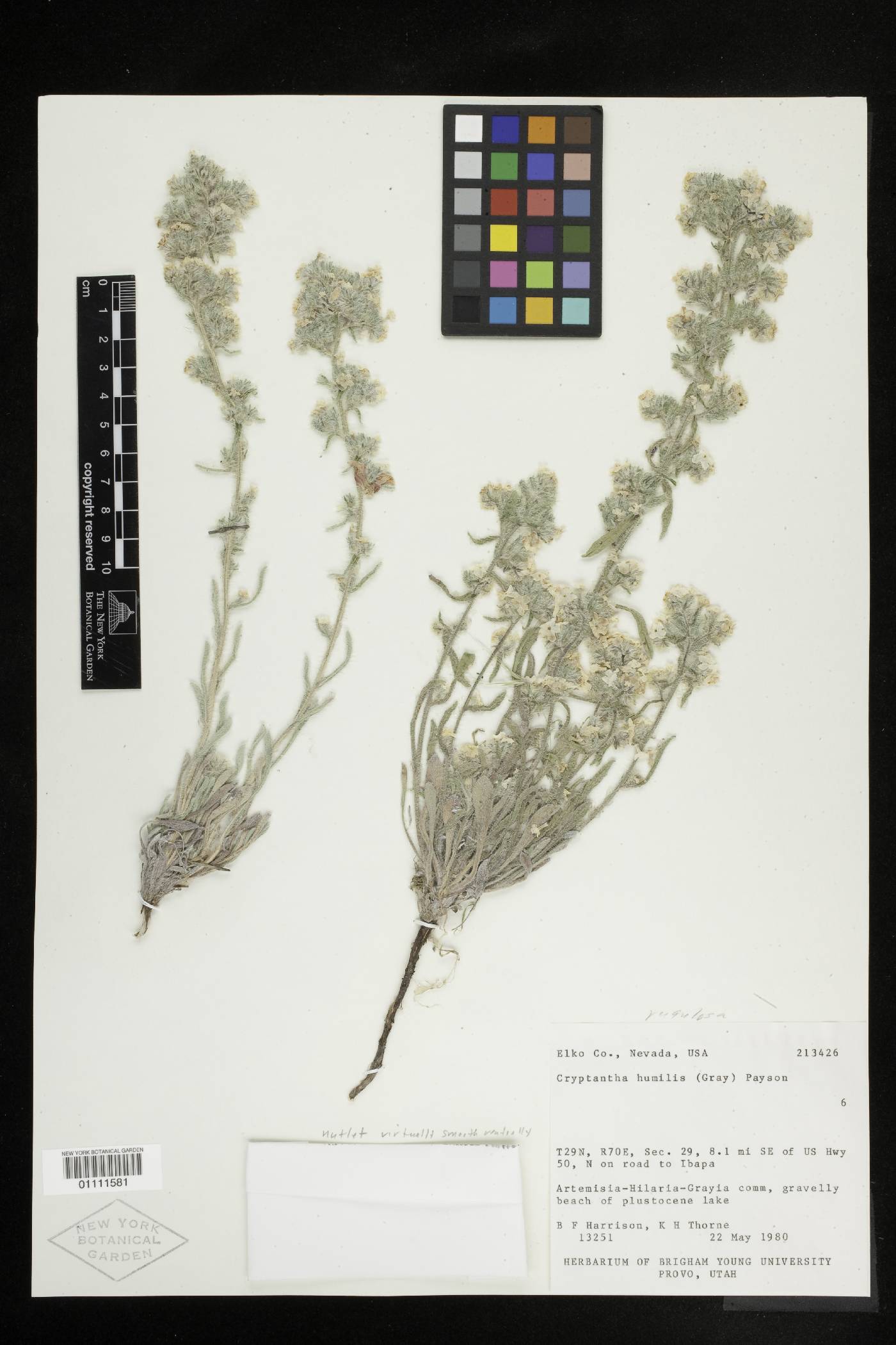 Oreocarya rugulosa image