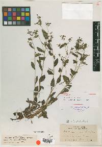 Image of Mertensia viridula