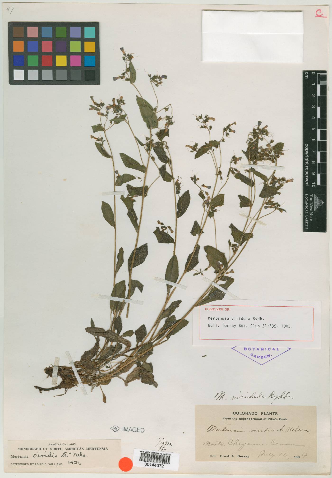 Mertensia viridula image