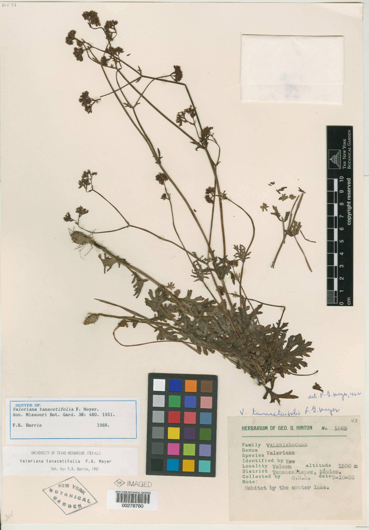 Valeriana tanacetifolia image