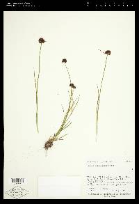 Juncus mertensianus image