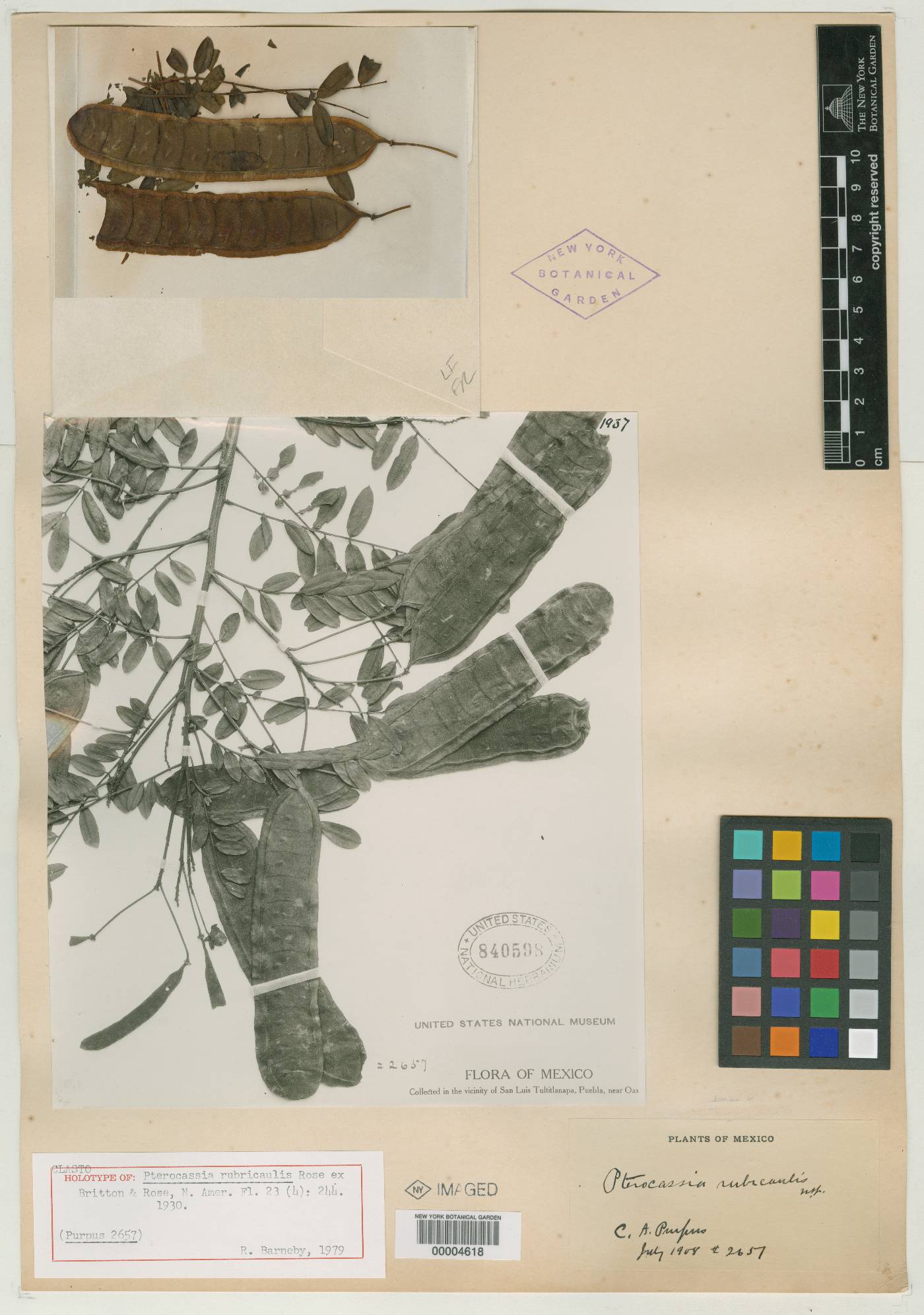 Senna polyantha image