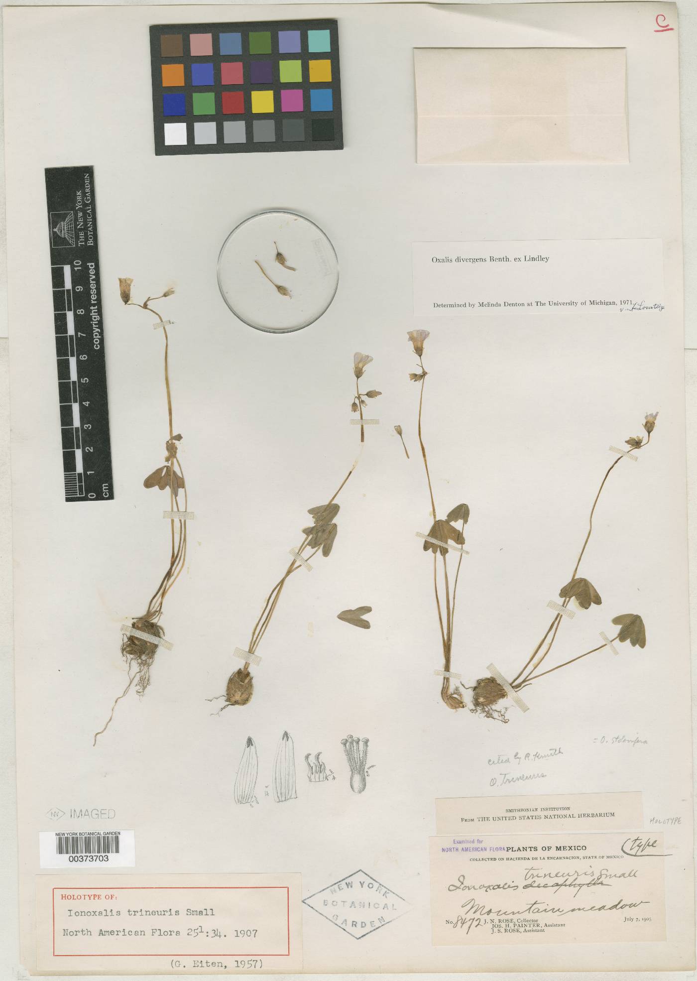 Oxalis divergens image