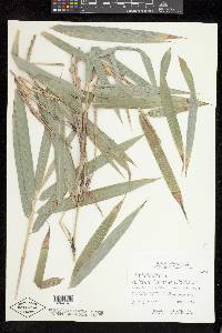 Bambusa tuldoides image