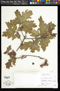 Quercus sinuata image