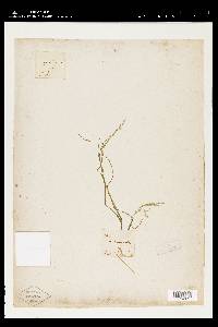 Poa autumnalis image