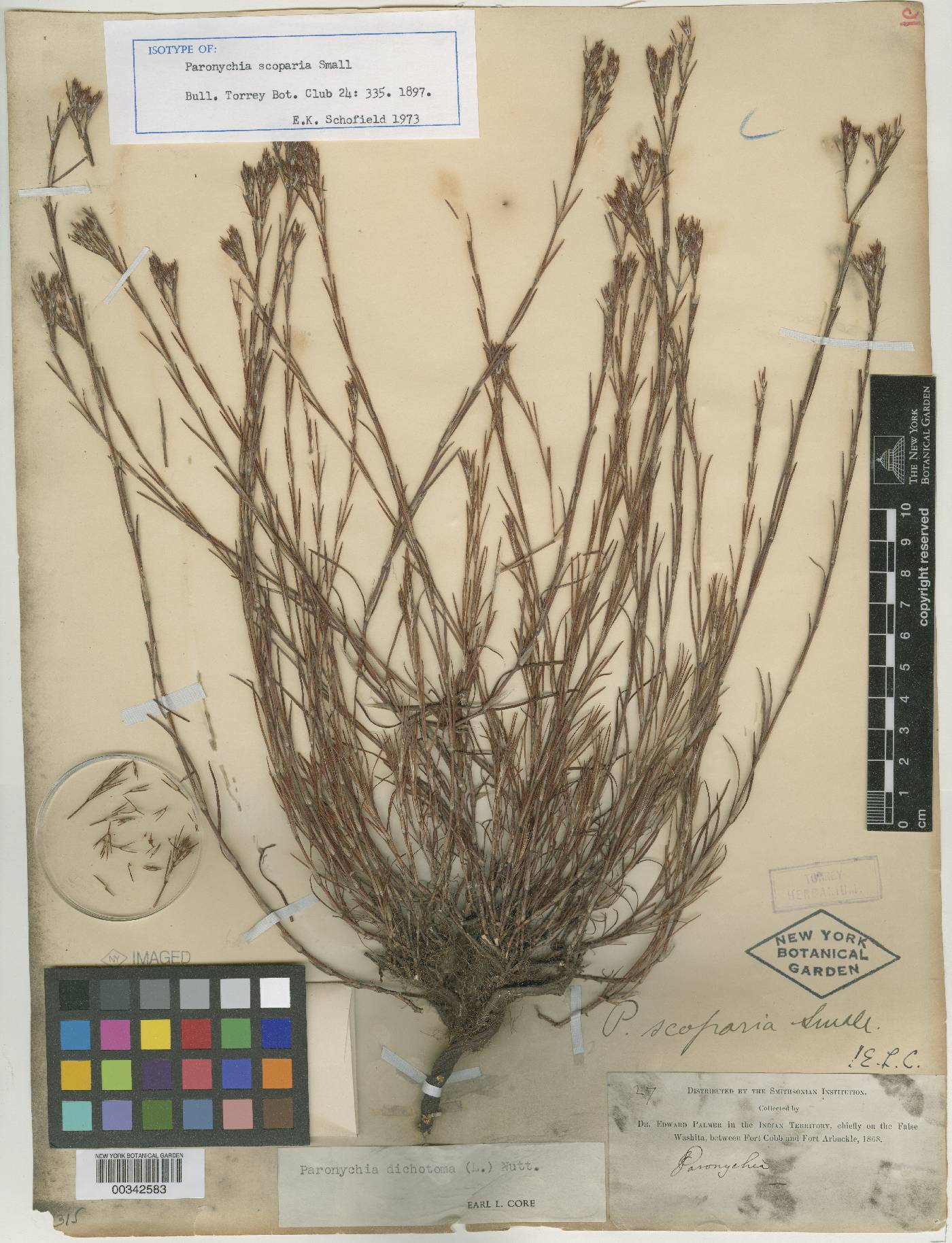 Paronychia scoparia image