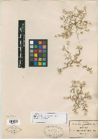 Gomphrena pringlei image