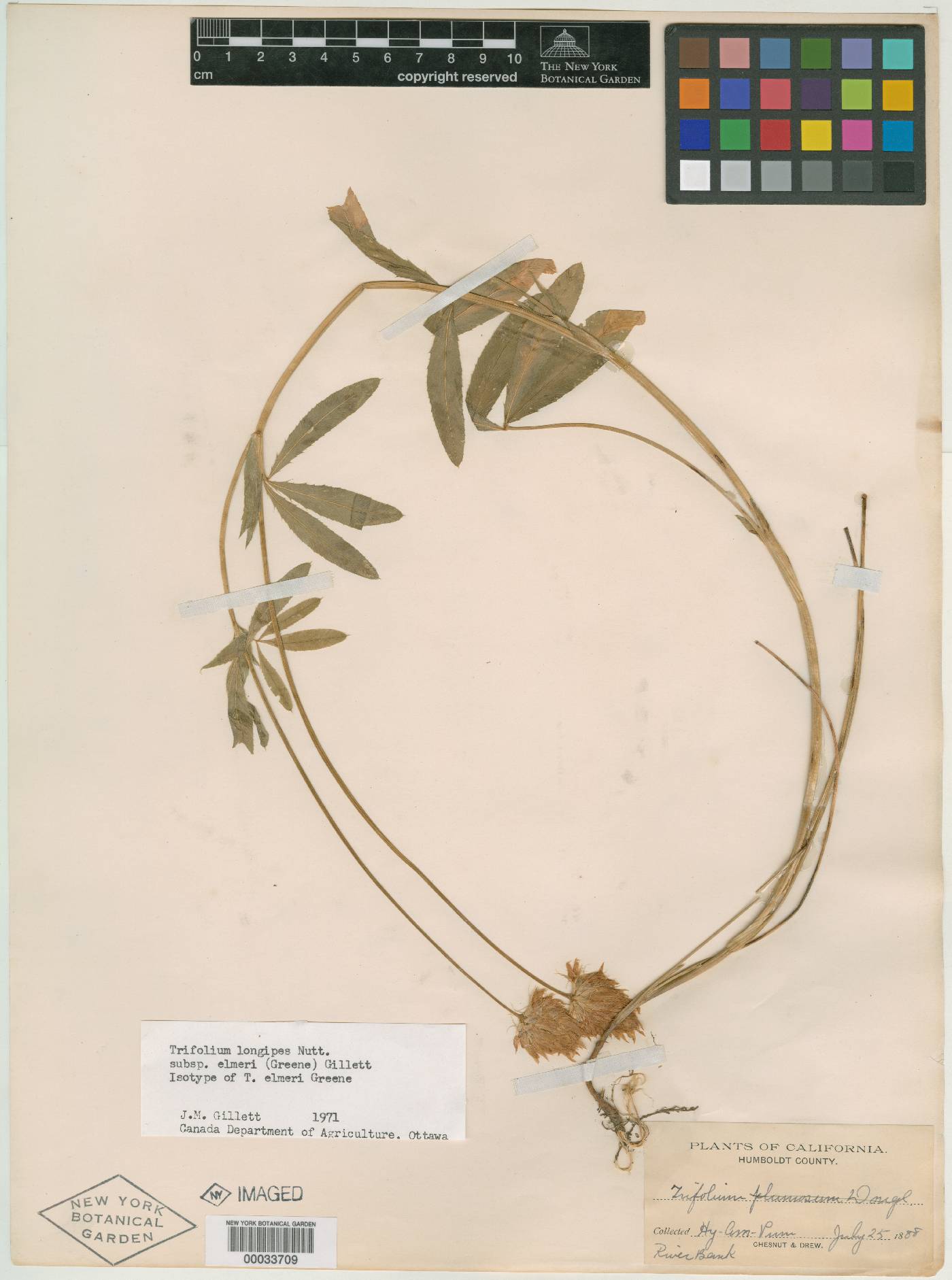 Trifolium elmeri image
