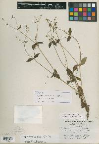 Sigesbeckia andersoniae image