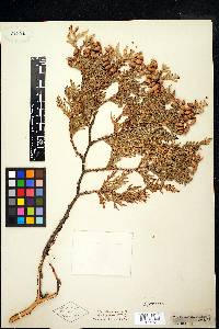 Thuja occidentalis image