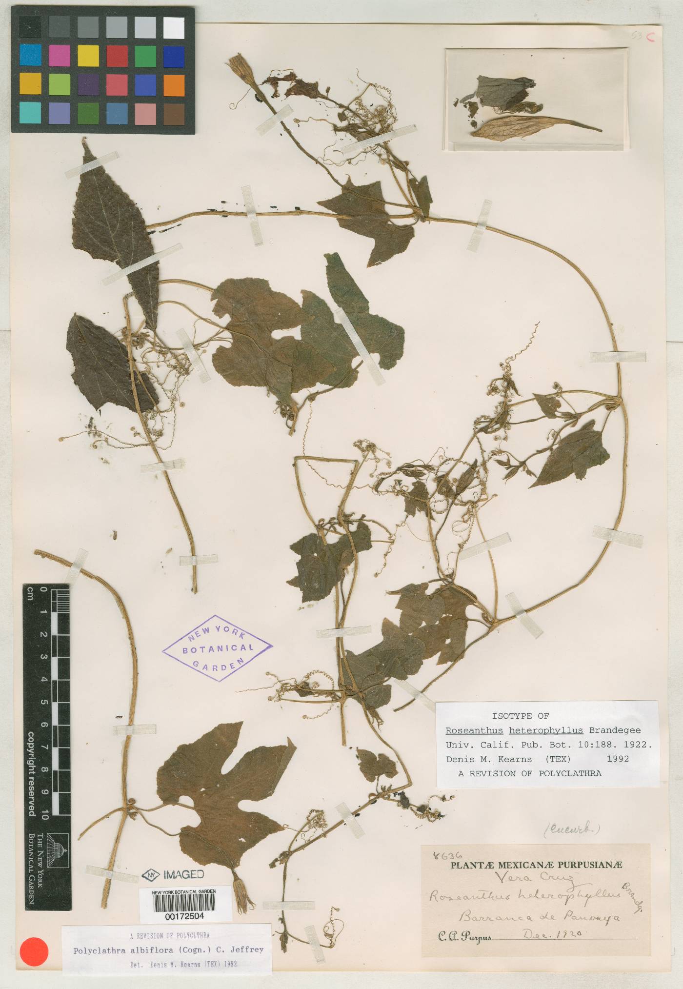 Polyclathra cucumerina image