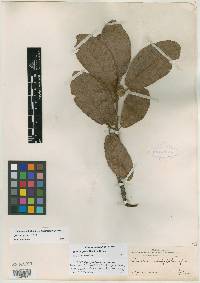 Quercus convallata image