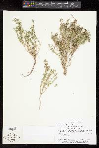 Galium multiflorum image