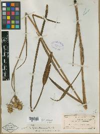 Eryngium floridanum image