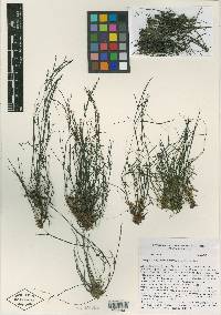 Image of Oserya longifolia