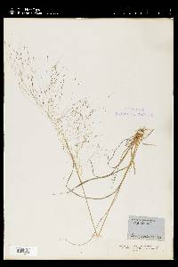 Muhlenbergia capillaris image