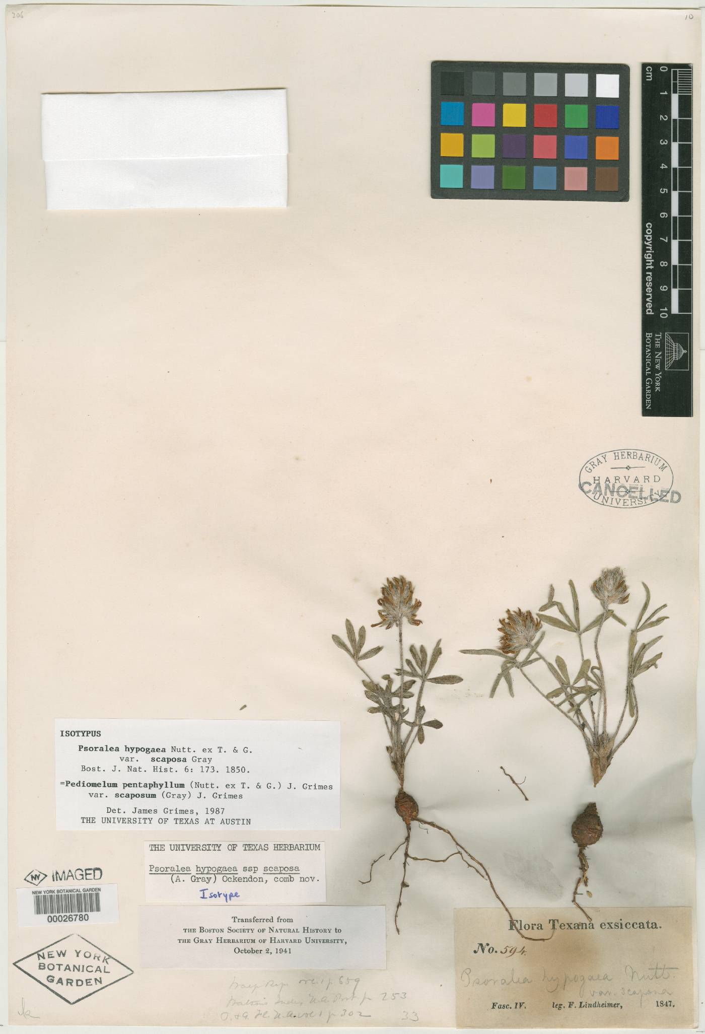 Psoralea hypogaea var. scaposa image