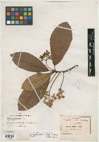 Saurauia pedunculata image