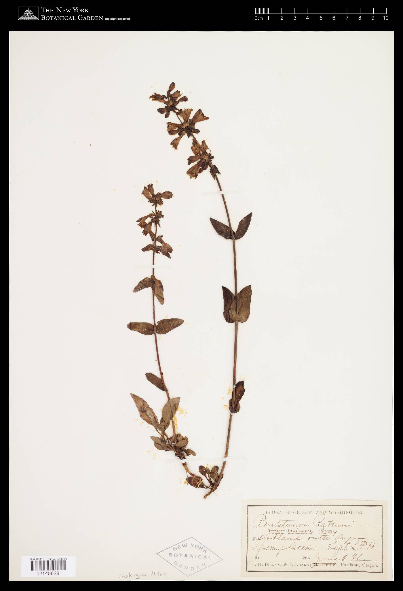 Penstemon rattanii var. minor image