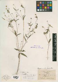 Melampodium arenicola image