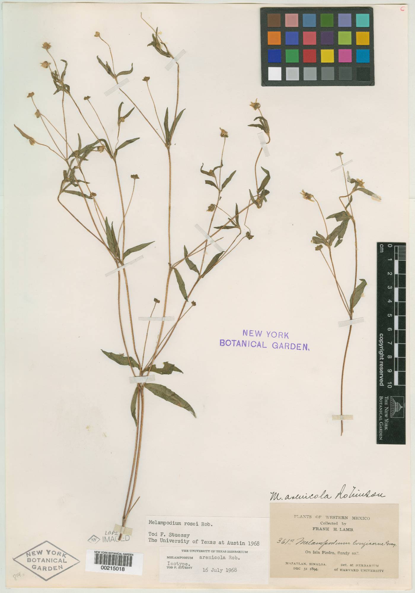 Melampodium arenicola image