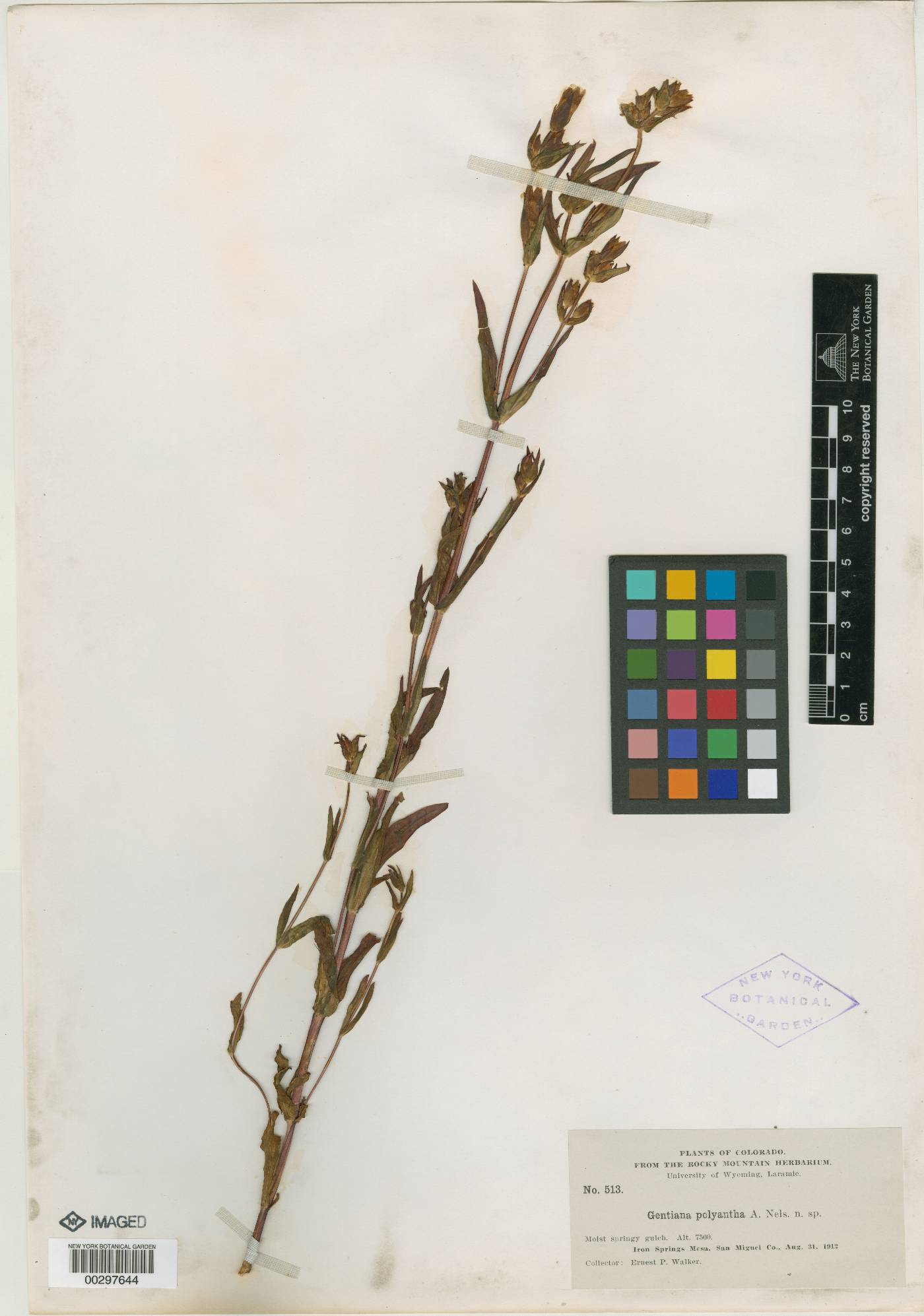 Gentiana polyantha image