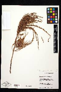 Taxodium distichum var. imbricarium image