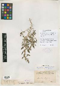 Image of Amaranthus bigelowii