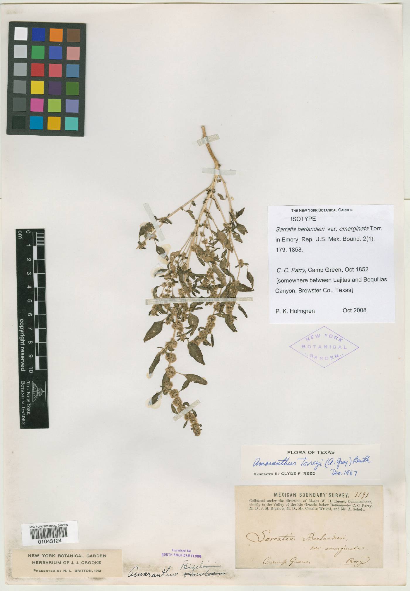 Amaranthus bigelowii image