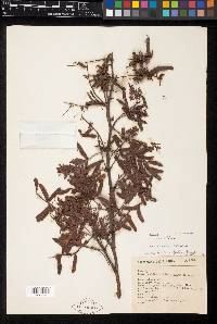 Mimosa nanchititlana image