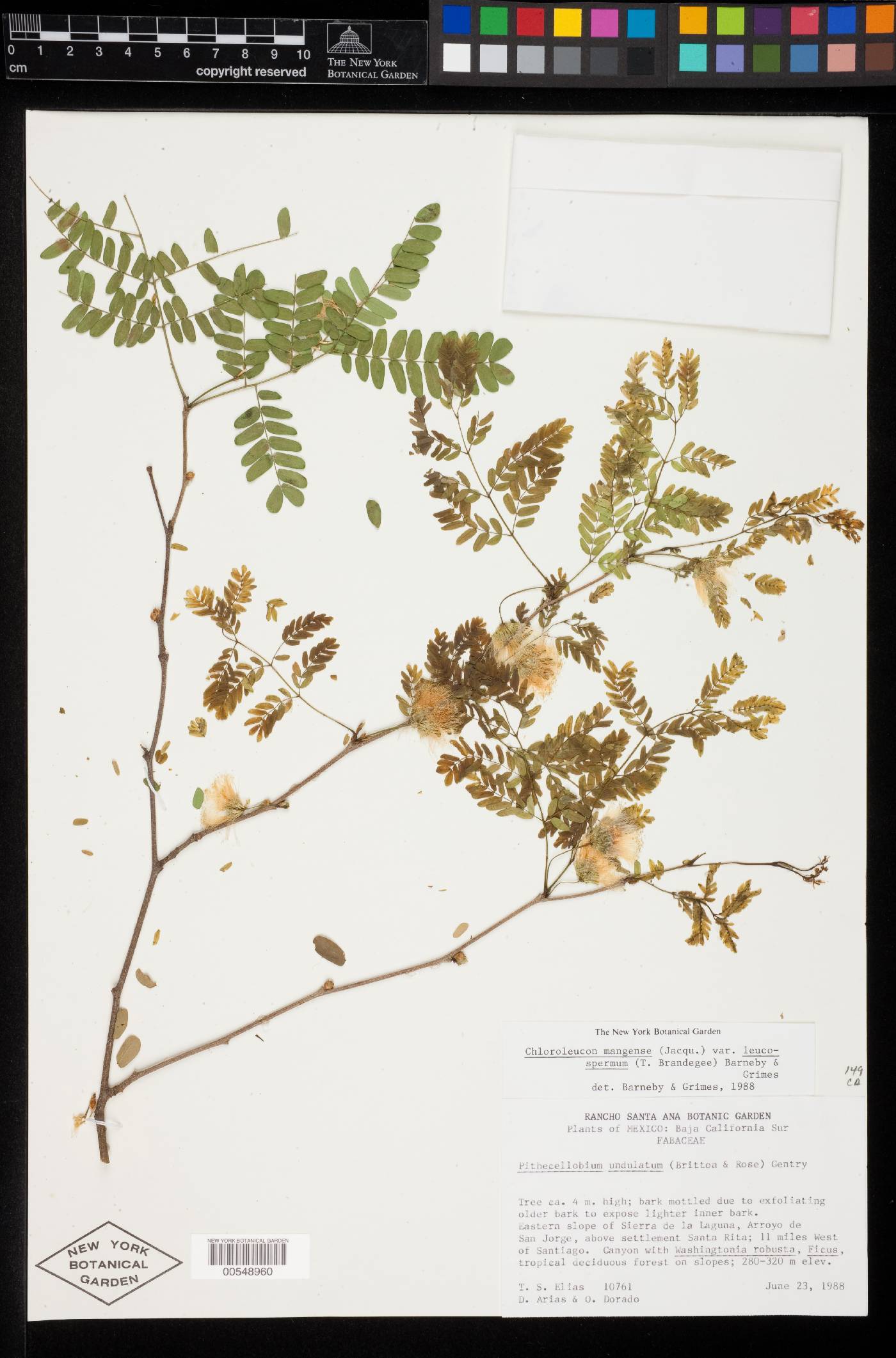 Chloroleucon mangense var. leucospermum image