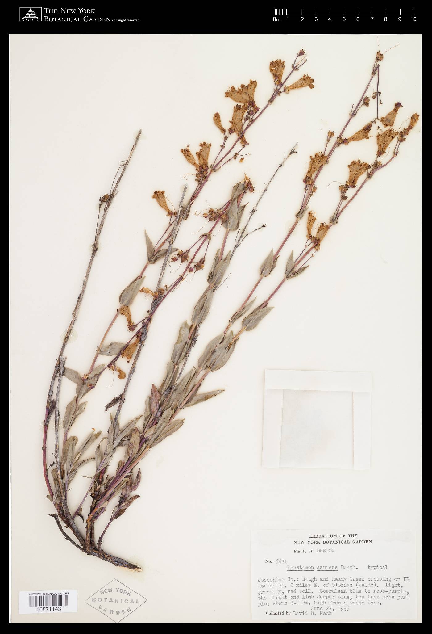 Penstemon azureus var. azureus image