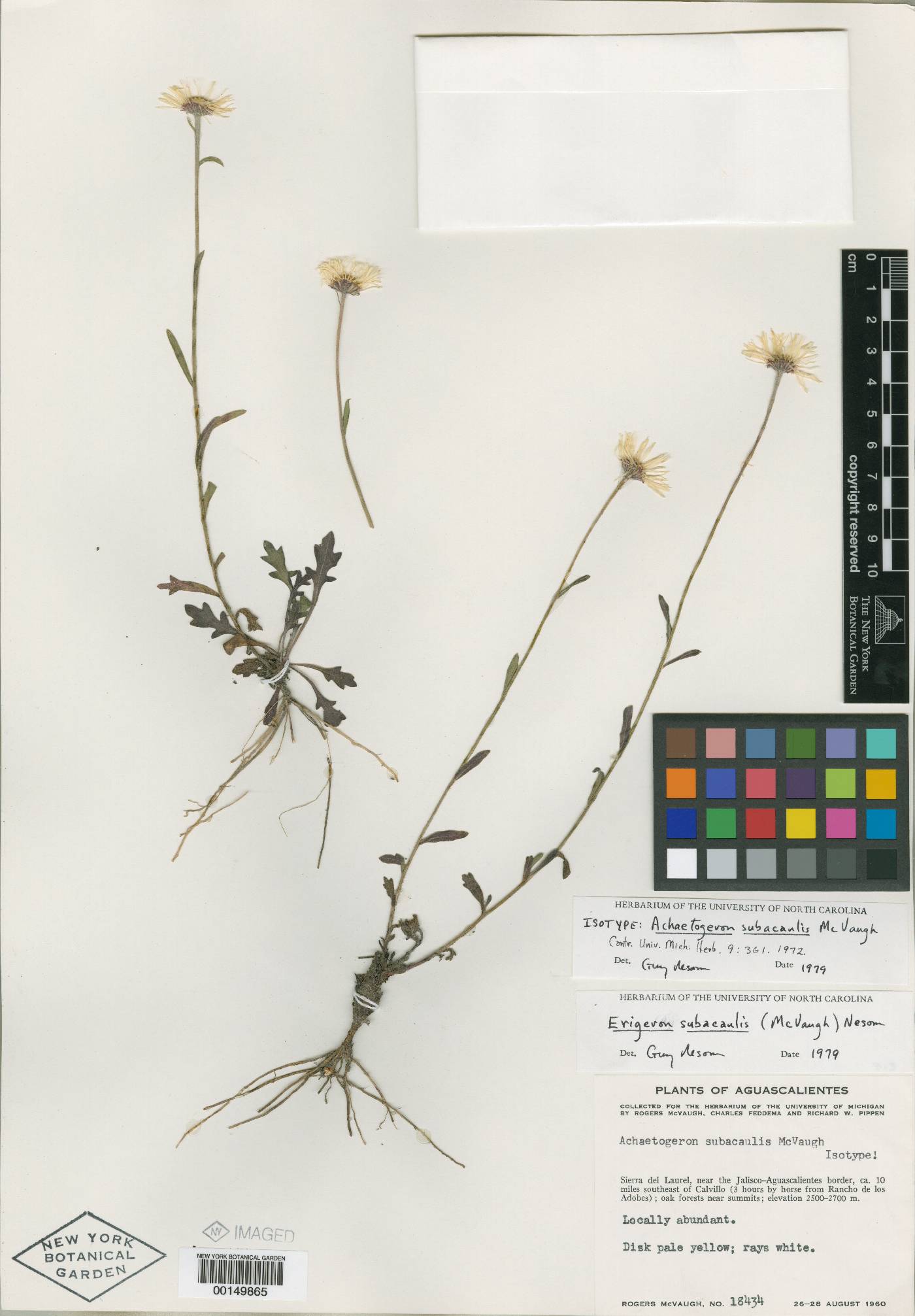 Erigeron subacaulis image